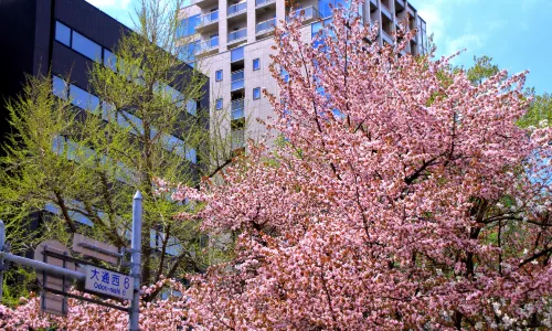 Odori Park
