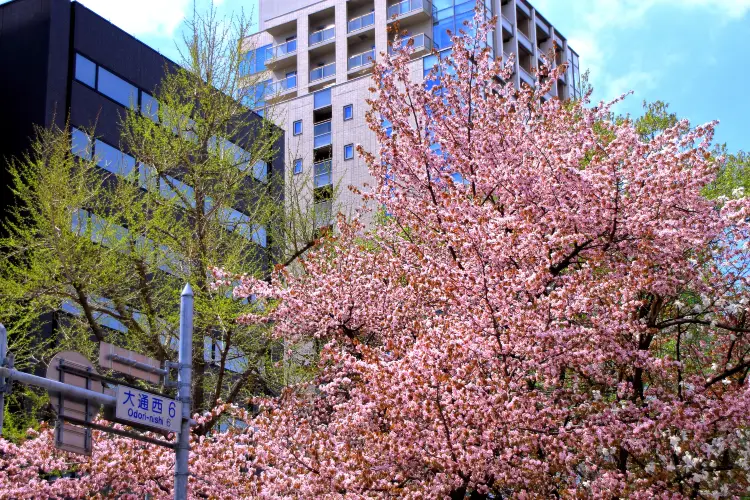 札幌10大賞花踏青景點
