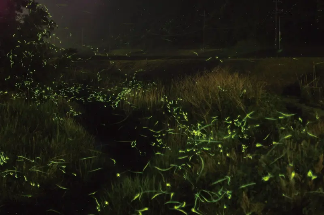 渋木しぶき蛍のふる里まつり | 長門市