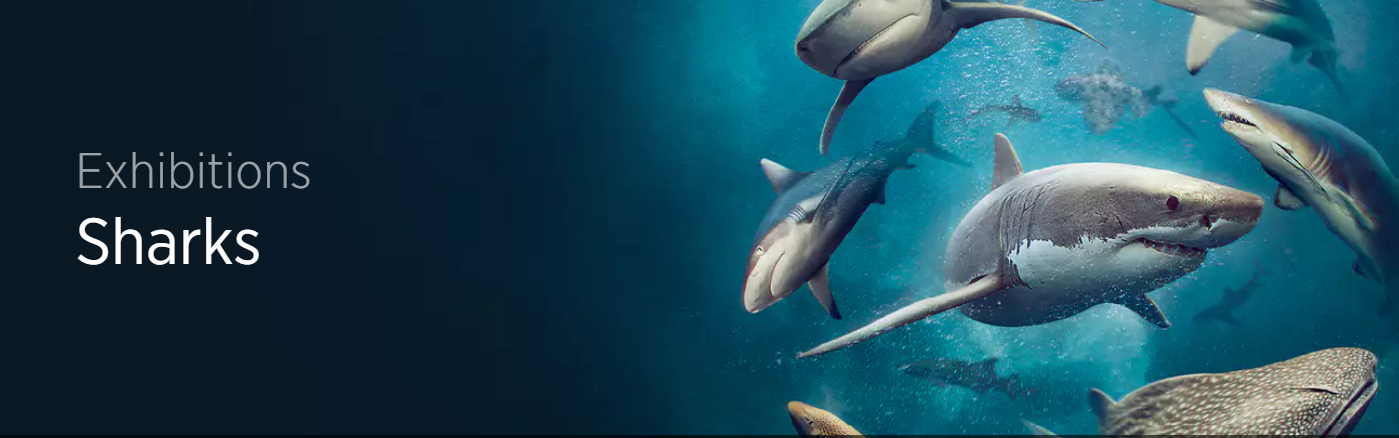 Exhibitions Sharks | Auckland War Memorial Museum