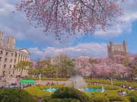 벚꽃하면 경희대 서울캠퍼스'경희랜드'