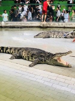 是拉差龍虎園
