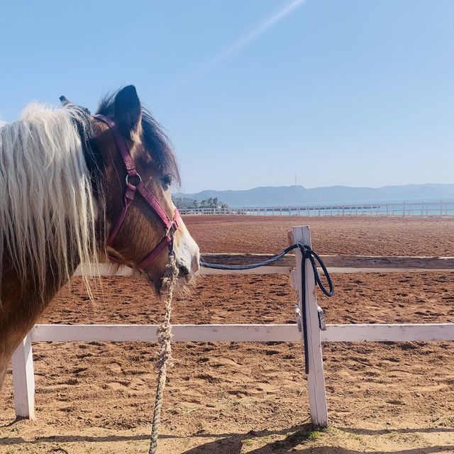 【長崎 平戸】シービューランチで乗馬体験