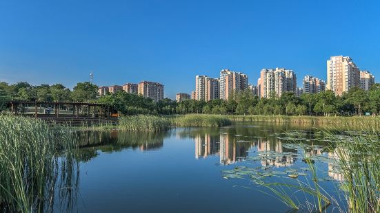 合肥四季花海：風光絢麗的城市公園，見證安徽首府的大發展！從一