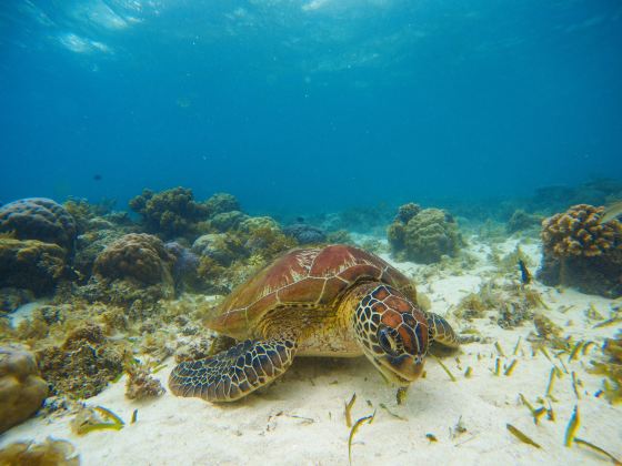 Sipadan Island