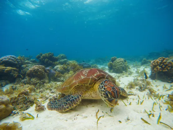 Vé máy bay Đà Nẵng Tawau