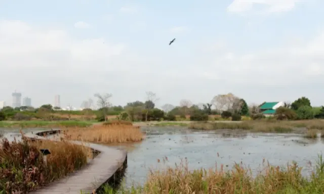 本地遊推介:水上住家艇、綠色本地遊、米埔濕地旅行團