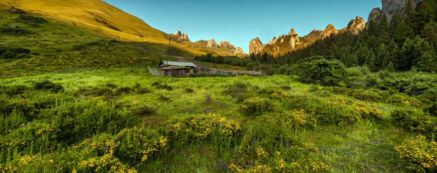Zecha Stone Forest