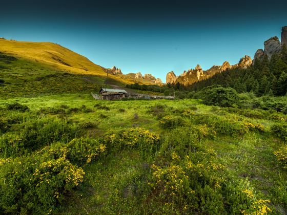 Zecha Stone Forest