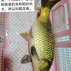 宪佳鱼馆 User Photo
