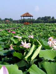 Xin'anyuan Ecological Park of Panjin