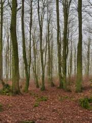 Wildfreigehege Weisshauswald