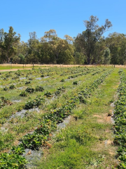 Belstack Strawberry Farm