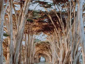 Cypress Tree Tunnel