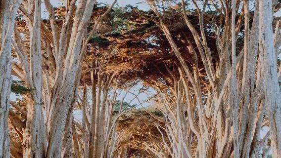 Cypress Tree Tunnel