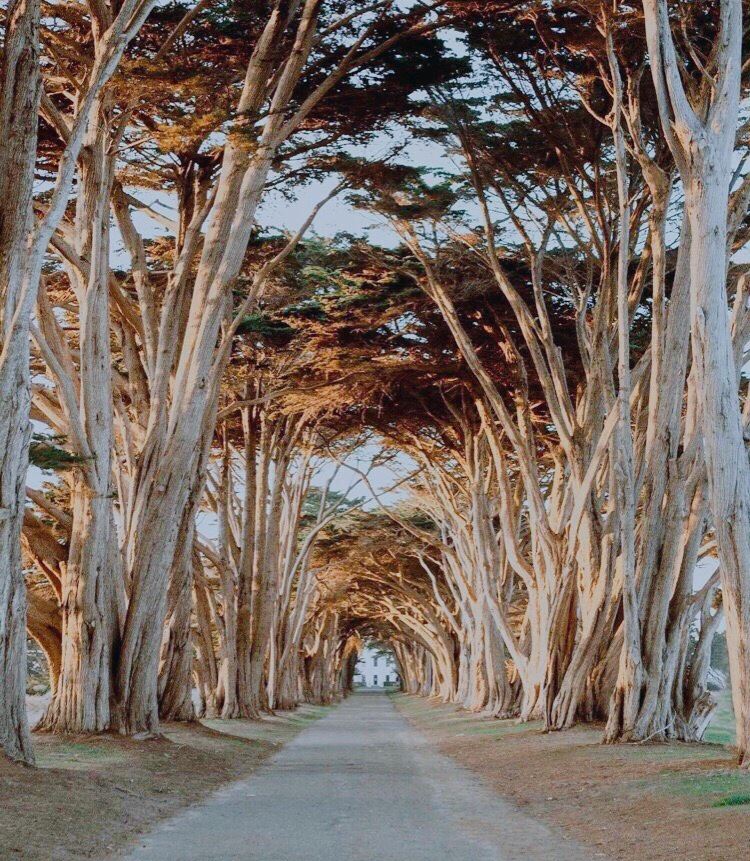 Cypress Tree Tunnel