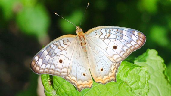 World of Birds Wildlife Sanctuary & Monkey Park