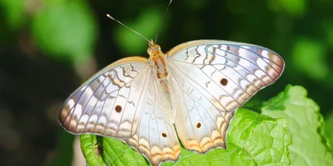 開普敦鳥類世界野生動物保護區 & 猴子樂園