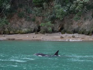 Whale Watching At Sea in Auckland