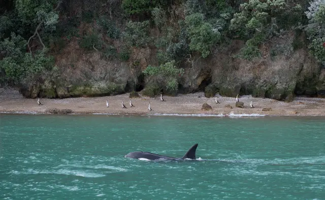 Whale Watching At Sea in Auckland