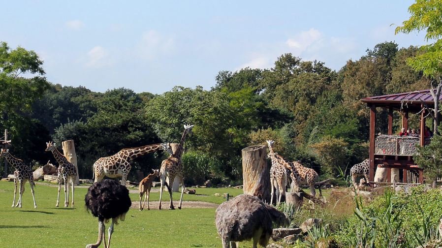 德國萊比錫聖尼古拉教堂+巴赫博物館+萊比錫動物園一日遊