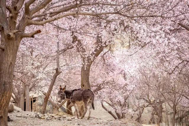 Xinjiang Apricot Blossom Appreciation