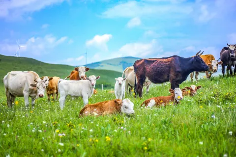 Fengning Bashang Grassland