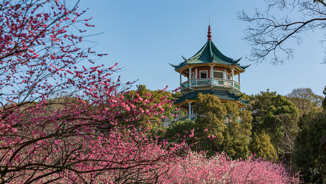 Plum Blossom Viewing in Wuxi