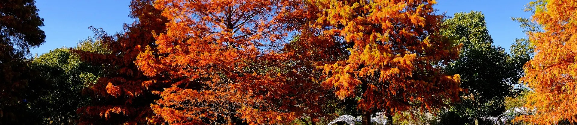 Paysages d’automne