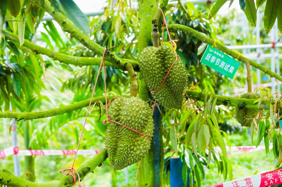 三亞市榴蓮節 | 三亞