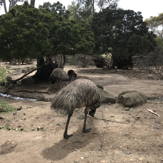 자연 속에서 즐기는 멜버른 동물원!