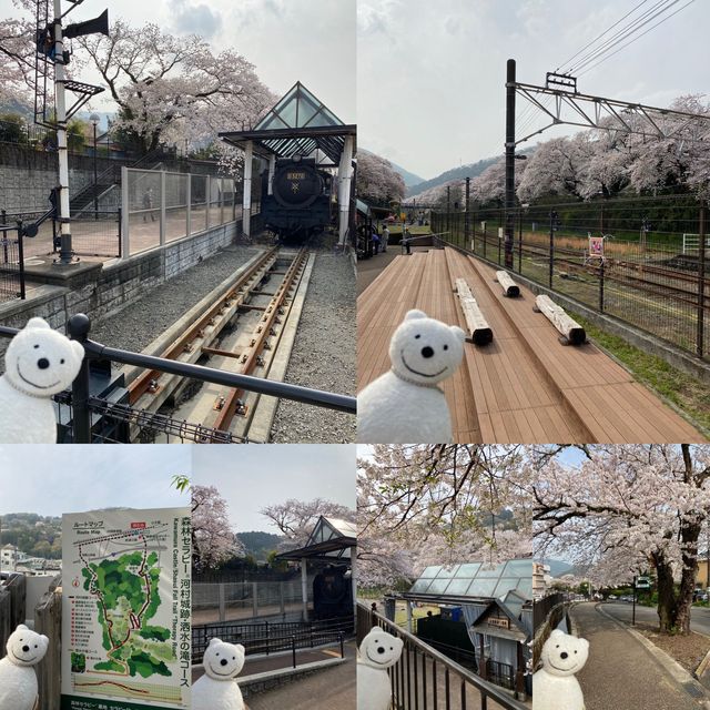 クマ散歩：山北鉄道公園にクマ出没