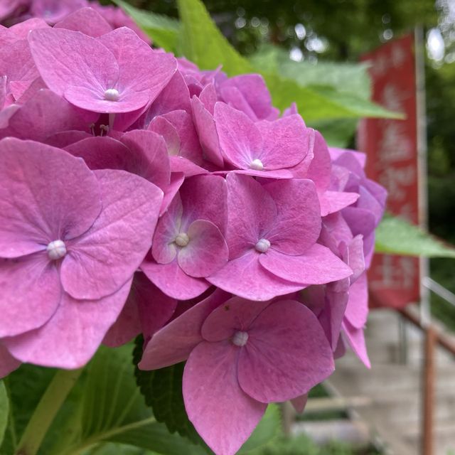 かえるがいっぱいの幸せ寺