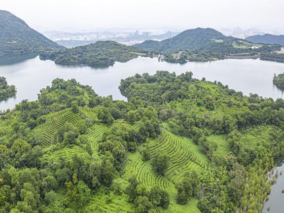 Sanzhou Tea Garden