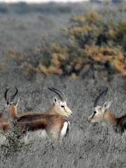 Shirvan National Park