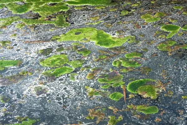 星宇航空 飛 宇部