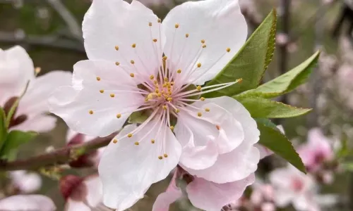 天津水上公園