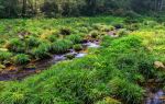 Xianren Brook