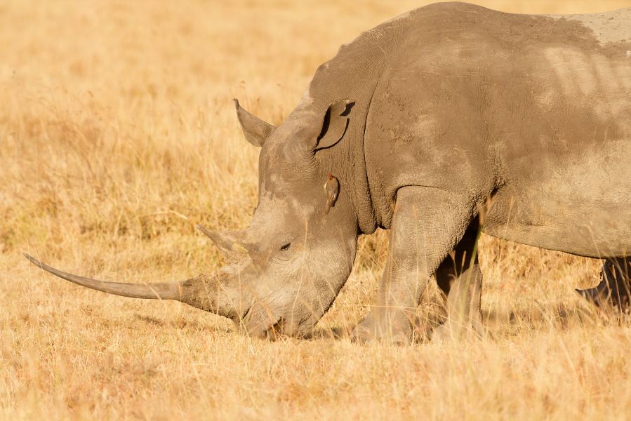 Beijing to Nakuru Flights