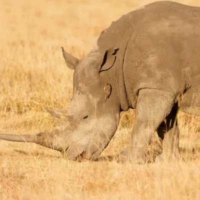 Авиабилеты Кисуму Брюссель
