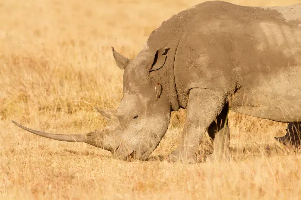 Hotels in der Nähe von Kisumu Impala Sanctuary