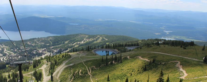 Whitefish