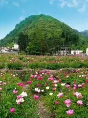 Lavender Field in Yangjia Town, Mianyang