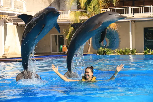 峇裡島海豚互動