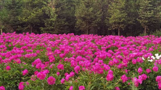 Guhuoshan Cishenglin Botanical Garden