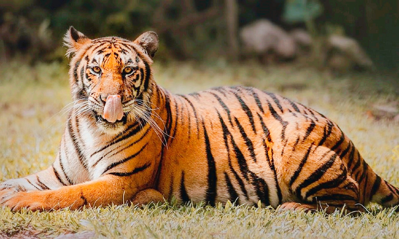 세부 사파리 앤드 어드밴츄어 공원