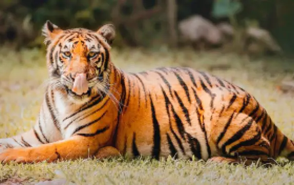 Cebu Safari and Adventure Park