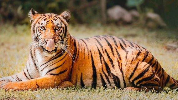 Cebu Safari and Adventure Park