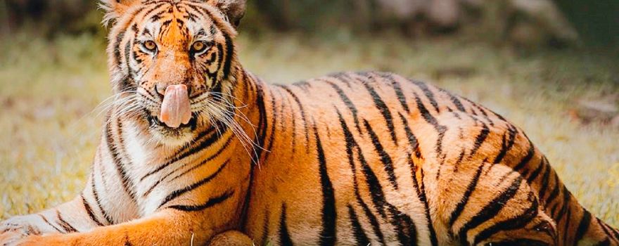 Cebu Safari and Adventure Park