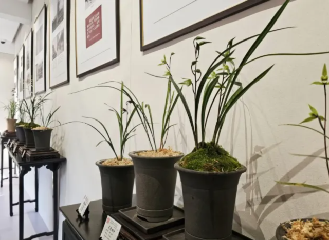 Orchid Appreciation Art Festival in winter | Beijing